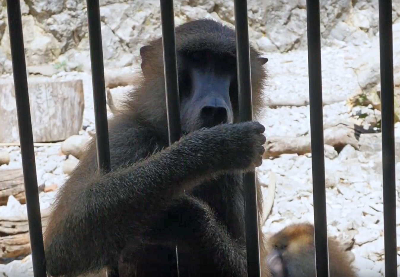 VIDEO. Le zoo de la citadelle de Besançon doit-il fermer ses portes ?